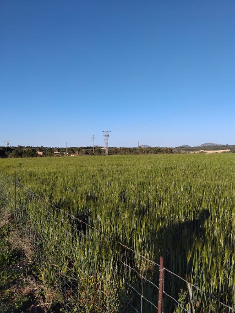 Se vende terreno edificable en Ariany   50.000M2