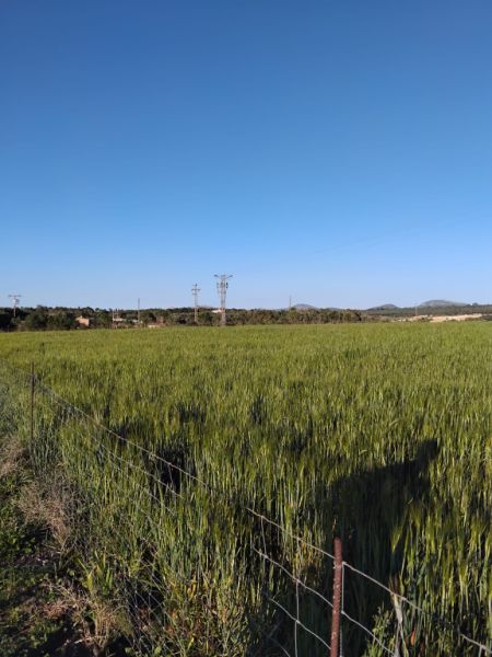 Se vende terreno edificable en Ariany   50.000M2