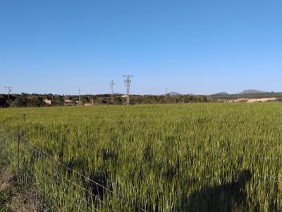 Se vende terreno edificable en Ariany   50.000M2