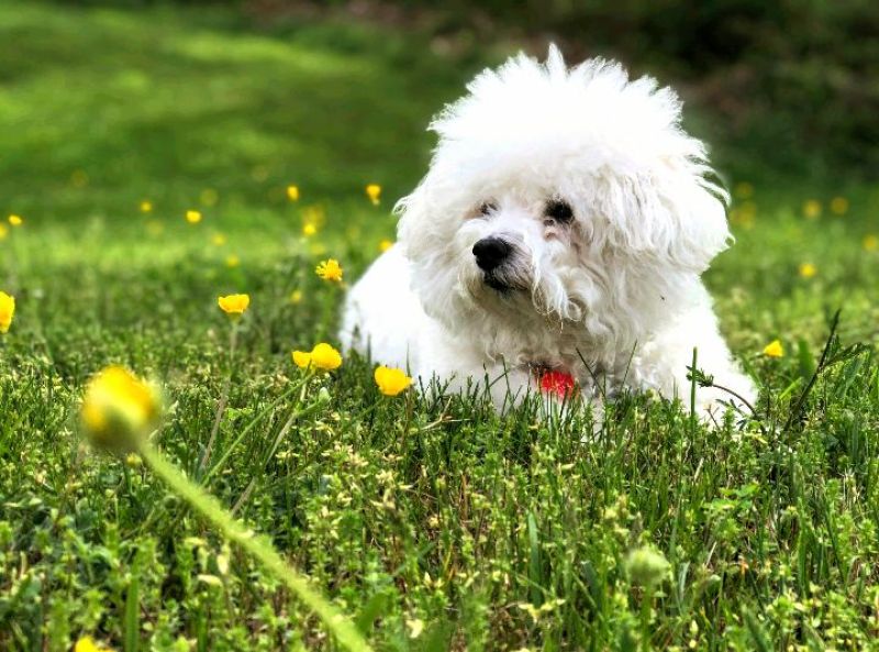 Biete Hundebetreuung an
