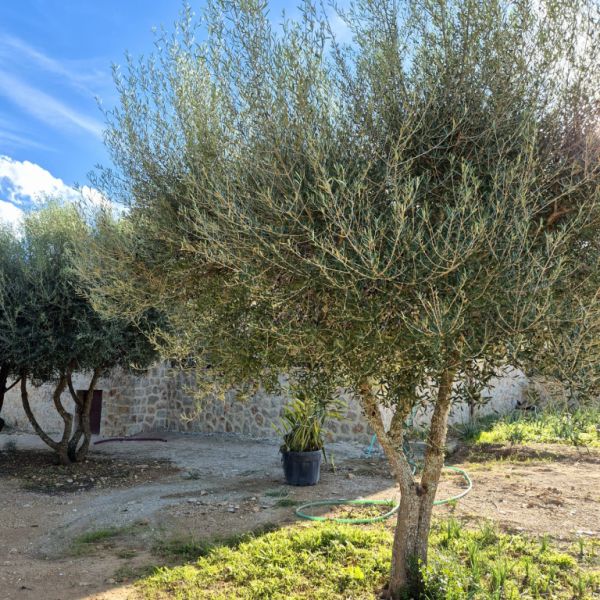 Charmante Finca in der Nähe der Rafa Nadal Schule – Manacor