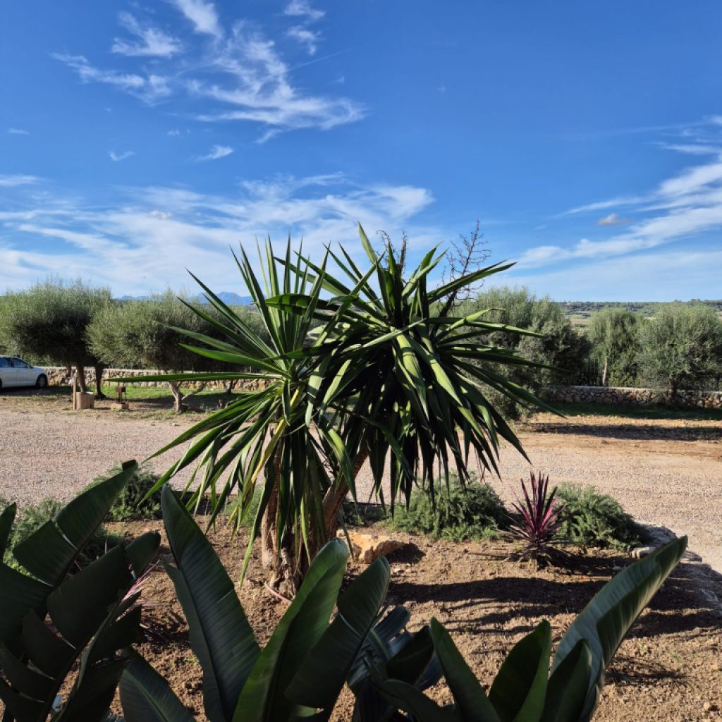 Charmante Finca in der Nähe der Rafa Nadal Schule – Manacor