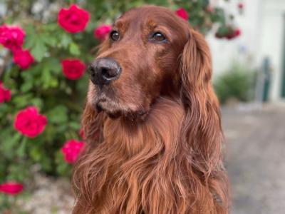 Deluxe Hundebetreuung Hundesitting Hundepension auch für