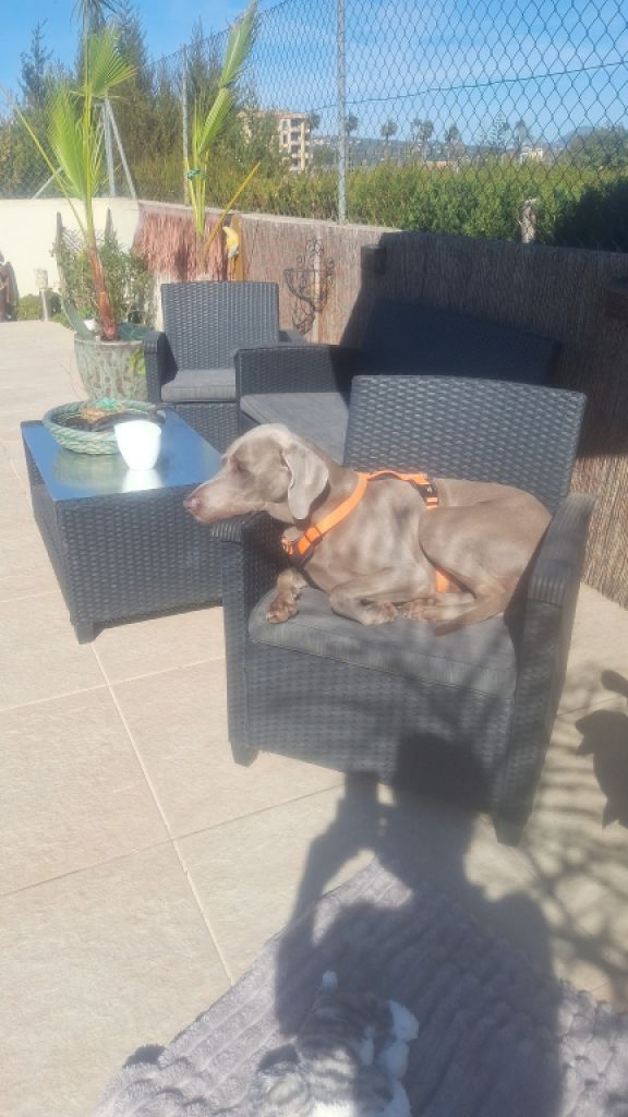 Deluxe Hundebetreuung Hundesitting Hundepension auch für