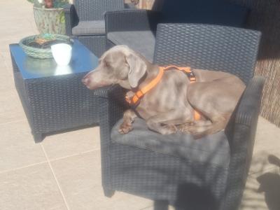 Deluxe Hundebetreuung Hundesitting Hundepension auch für