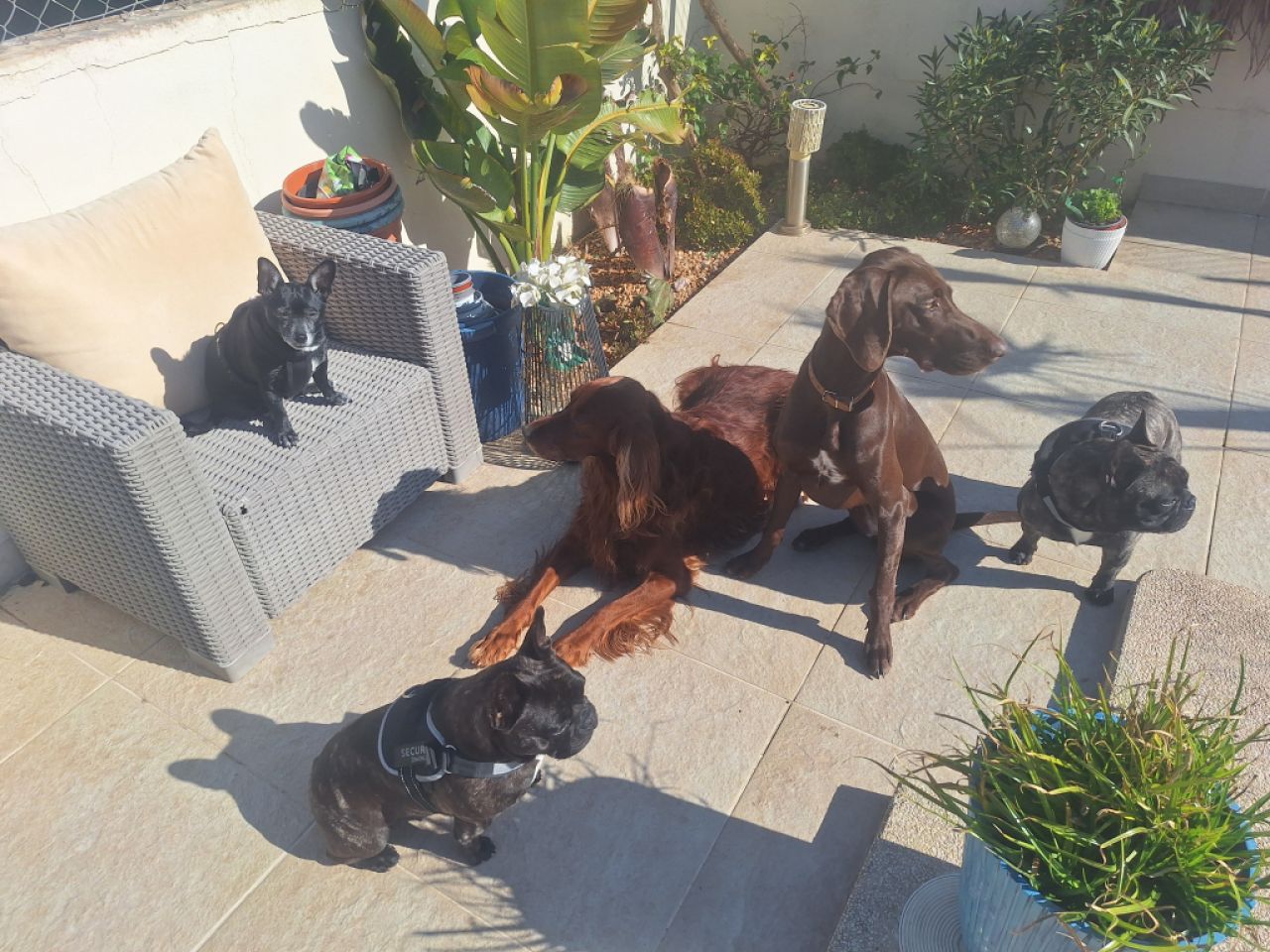 Deluxe Hundebetreuung Hundesitting Hundepension auch für