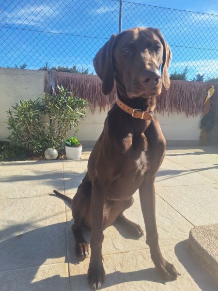 Deluxe Hundebetreuung Hundesitting Hundepension auch für