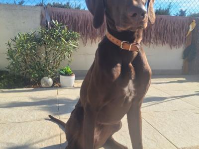 Deluxe Hundebetreuung Hundesitting Hundepension auch für