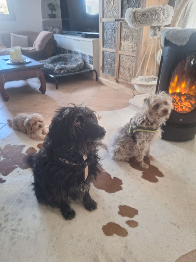 Deluxe Hundebetreuung Hundesitting Hundepension auch für