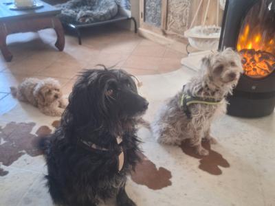 Deluxe Hundebetreuung Hundesitting Hundepension auch für