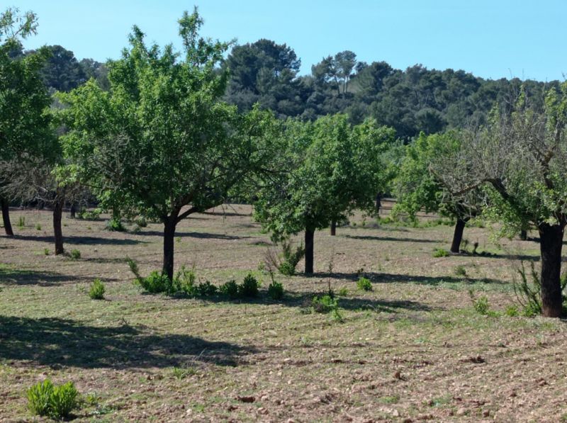 Ebenes und schönes Grundstück bei Porreres - Villafranca --- T 19 CM