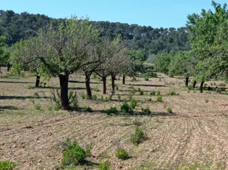 Ebenes und schönes Grundstück bei Porreres - Villafranca --- T 19 CM