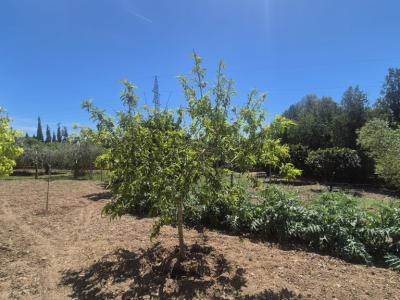 Vivienda unifamiliar en alquiler en la colina de Manacor – Zona Rafa Nadal