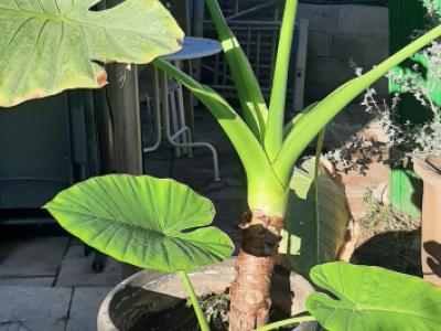 Planta oreja de elefante