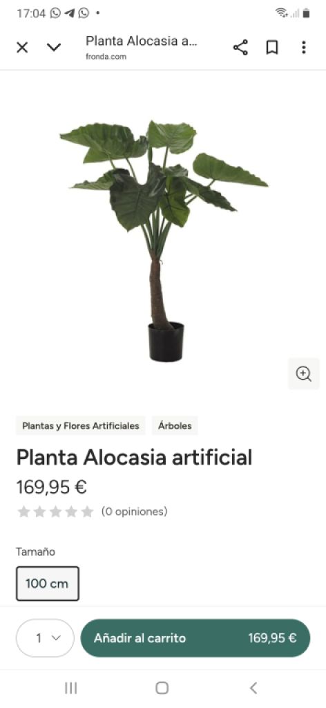 Planta oreja de elefante