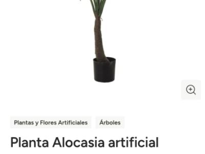 Planta oreja de elefante