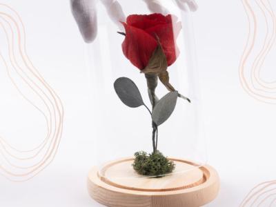 Eternal paper rose under glass dome with LED light