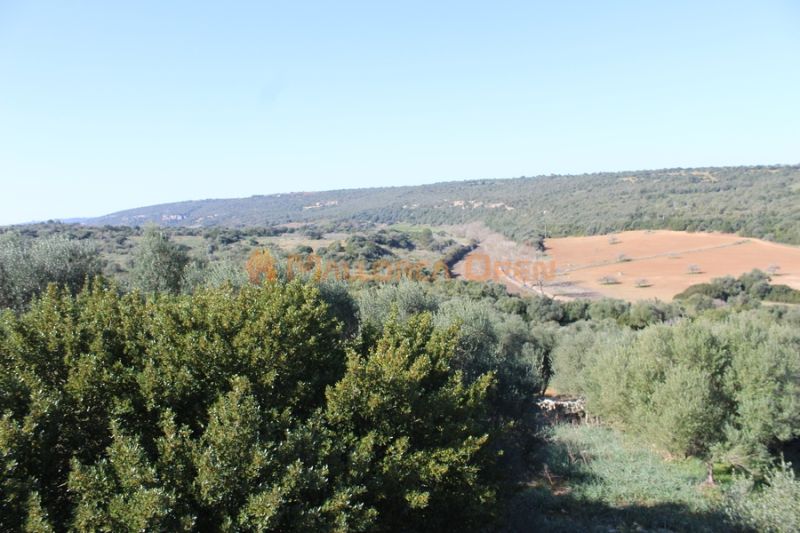 Se vende fantástica casa con apartamento de invitados entre Manacor y Alcudia