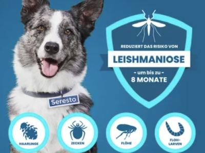 Collar Seresto 70 cm para perros grandes contra leishmaniasis, pulgas y garrapatas, embalaje original