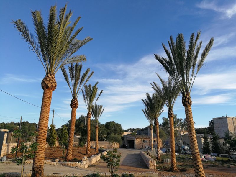 Gärtner Baumschneider