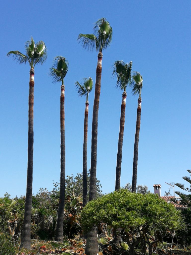 Gärtner Baumschneider