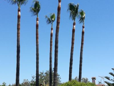 Gärtner Baumschneider