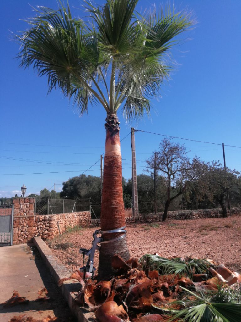 Gärtner Baumschneider