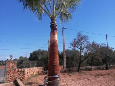 Gärtner Baumschneider