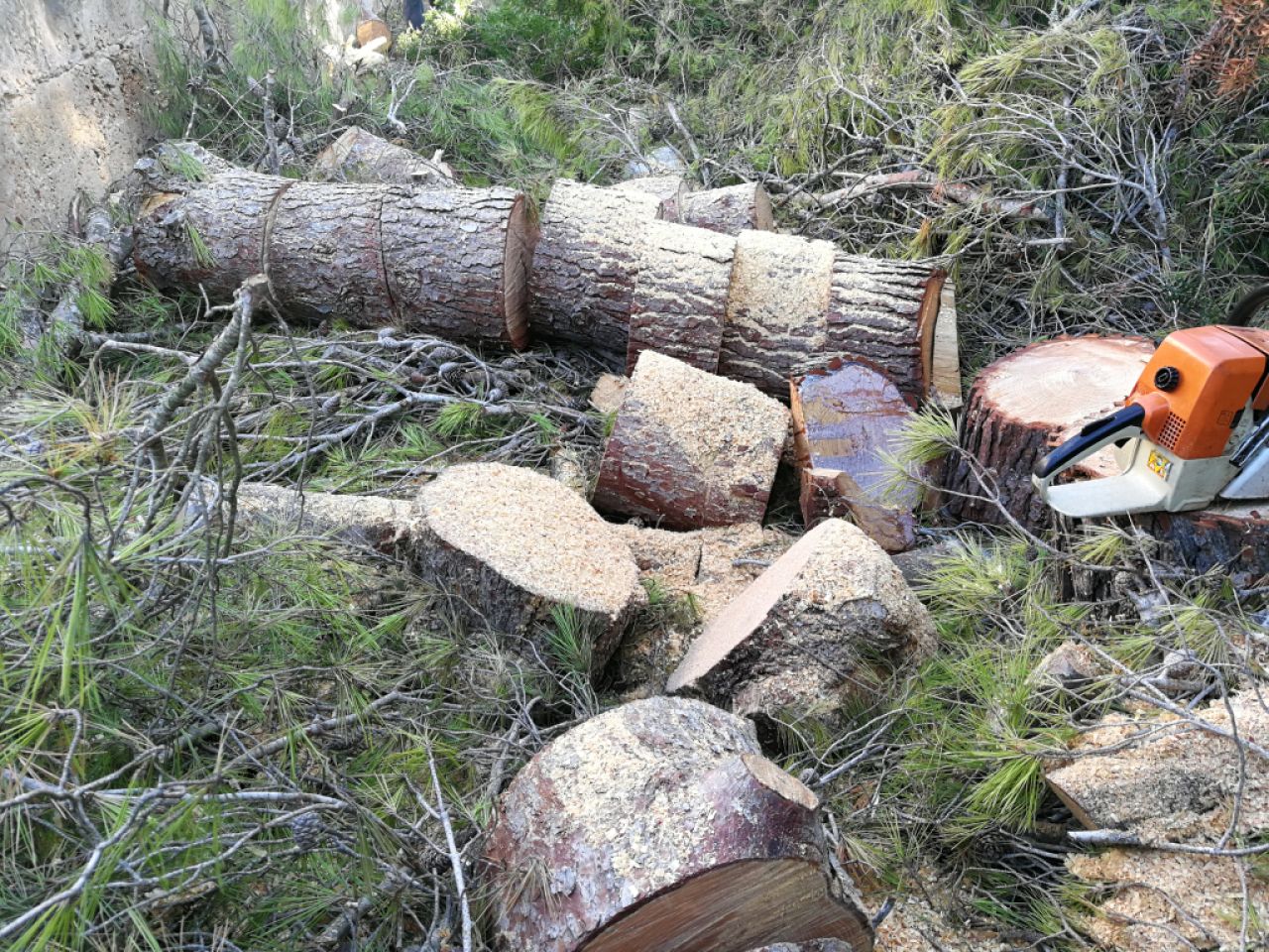 Gärtner Baumschneider