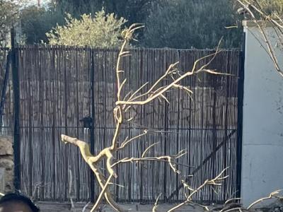 Gartentor, 2-flügelig, Volleisen!