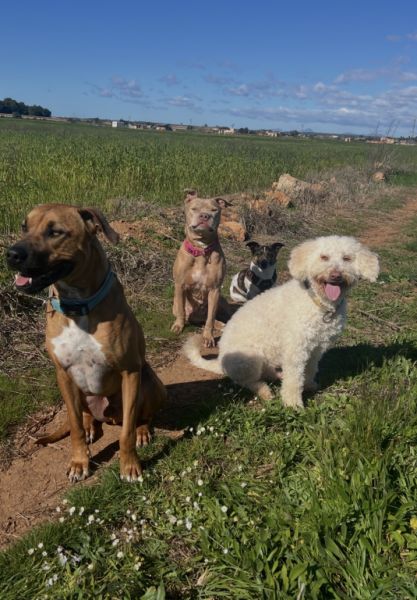Paseos para perros / Dog walking (Campos)