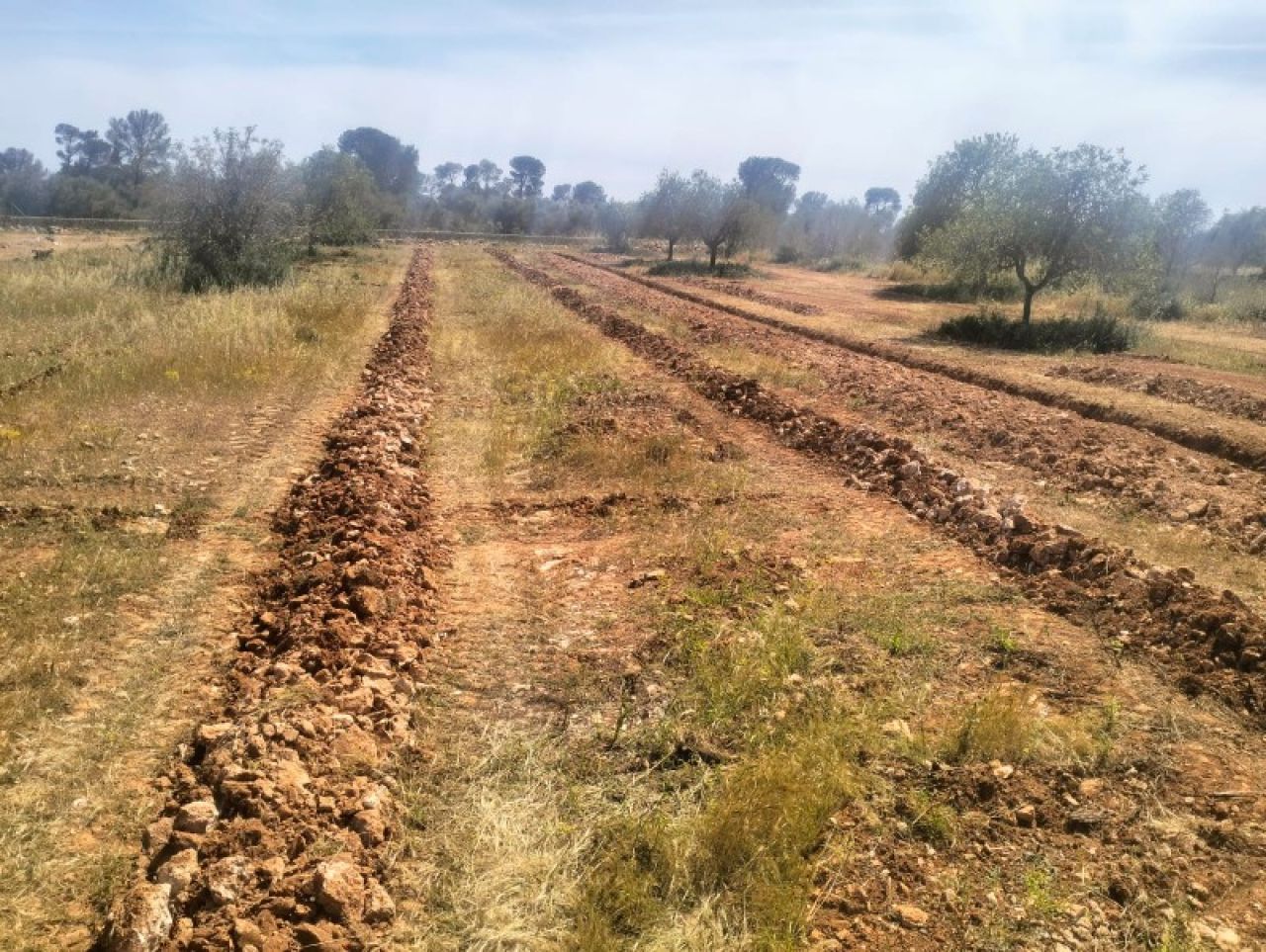 Zanjas para plantaciones de olivos, viña, frutales, algarrobos, almendros, etc.