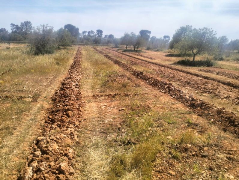 Zanjas para plantaciones de olivos, viña, frutales, algarrobos, almendros, etc.
