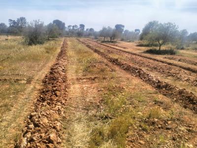 Zanjas para plantaciones de olivos, viña, frutales, algarrobos, almendros, etc.