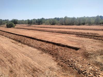 Zanjas para plantaciones de olivos, viña, frutales, algarrobos, almendros, etc.