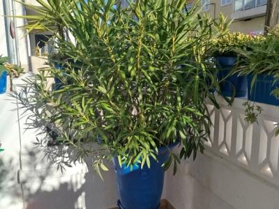 Grosse Amphore mit Oleander und Yucca Palme bepflanzt