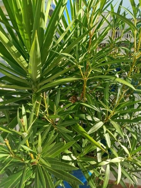 Grosse Amphore mit Oleander und Yucca Palme bepflanzt