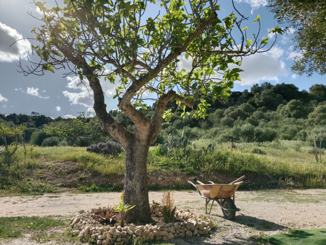 Grande finca rustica con casa en Petra