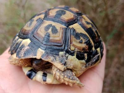 Große rustikale Finca mit Haus in Petra