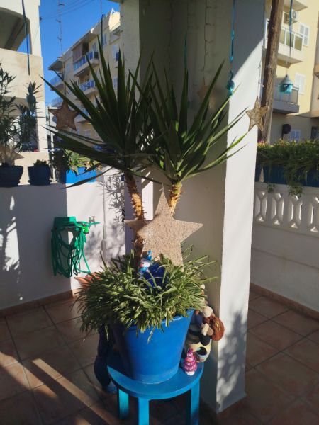 Grande Yucca - Palmera