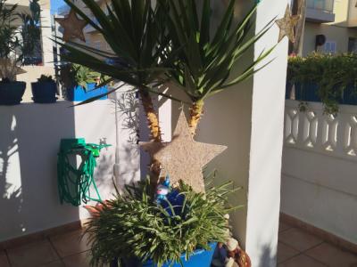 Grande Yucca - Palmera