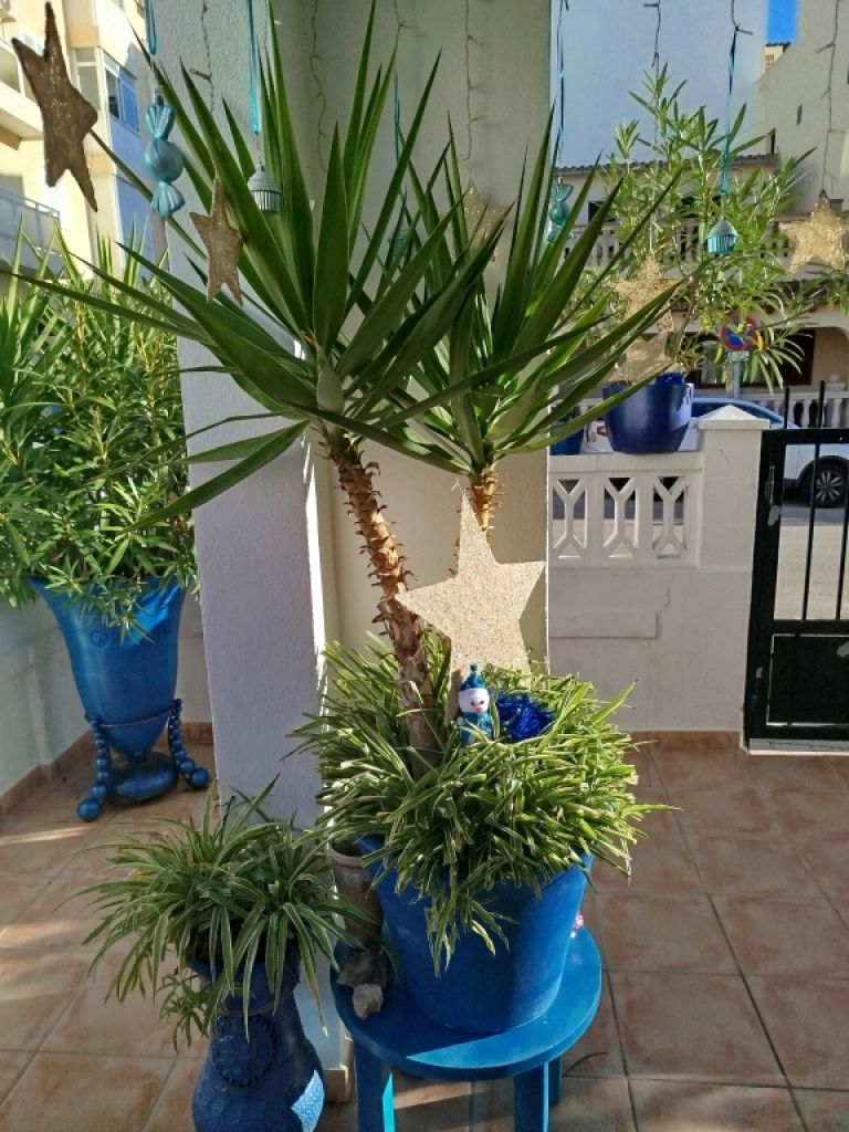 Grande Yucca - Palmera