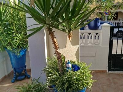 Grande Yucca - Palmera