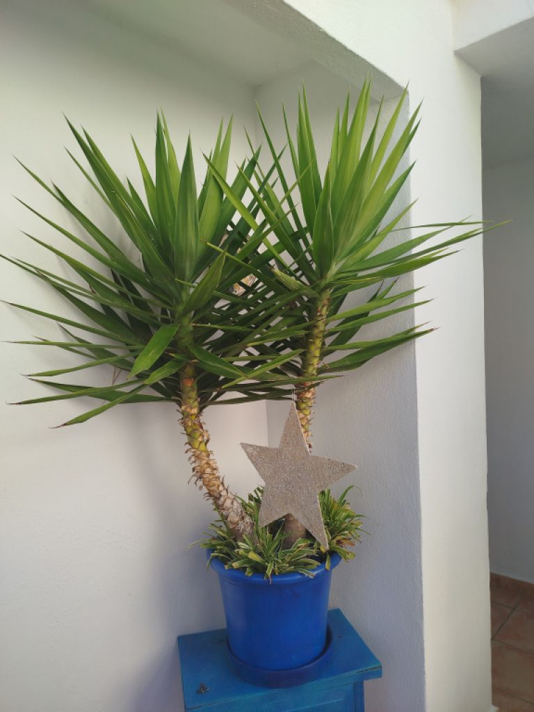 Large Yucca palm in terracotta pot