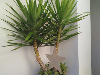 Large Yucca palm in terracotta pot