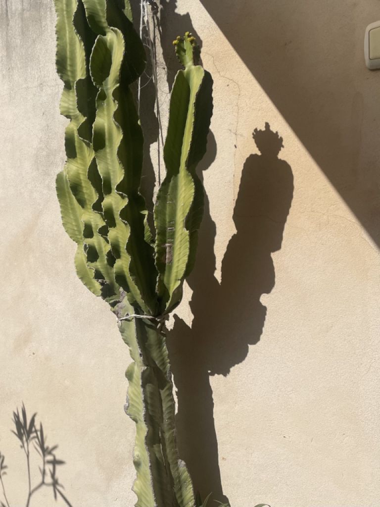 Großer schöner Kaktus