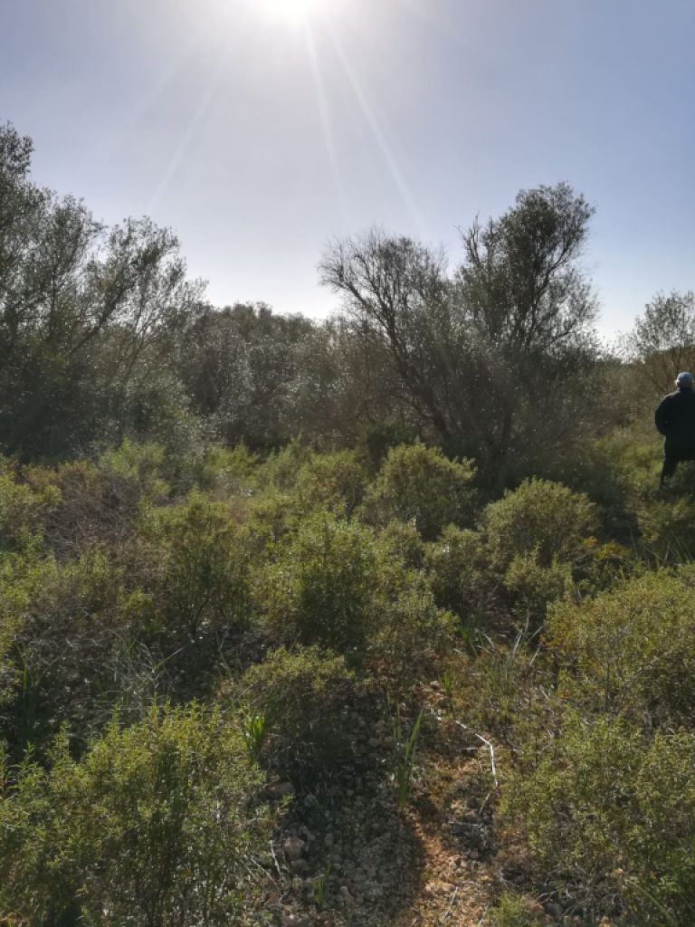 Grosses Grundstück bei Campos - Santanyi --- T 06 VK