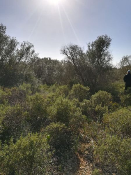 Grosses Grundstück bei Campos - Santanyi --- T 06 VK