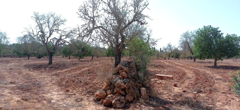 Grosses Grundstück zwischen Cas Concos und Santanyi --- T 22 CM