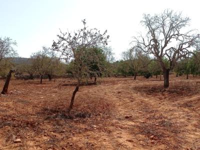 Grosses Grundstück zwischen Cas Concos und Santanyi --- T 22 CM